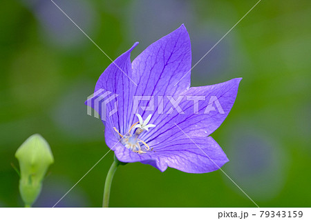 桔梗 桔梗 79343159