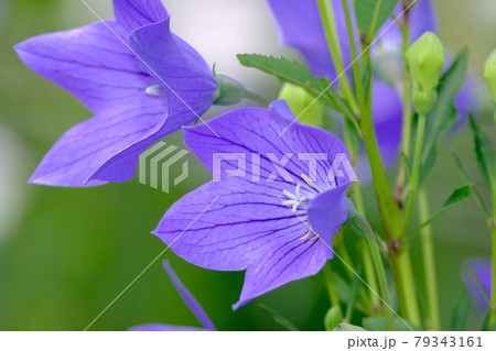 桔梗 79343161