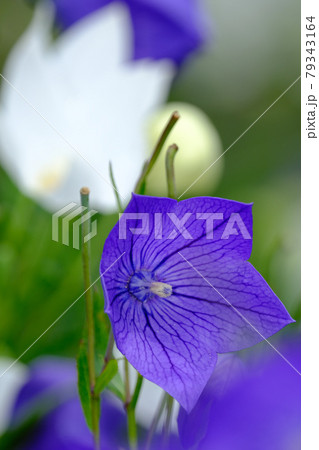 桔梗 桔梗 79343164