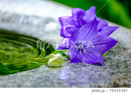 桔梗 79343387