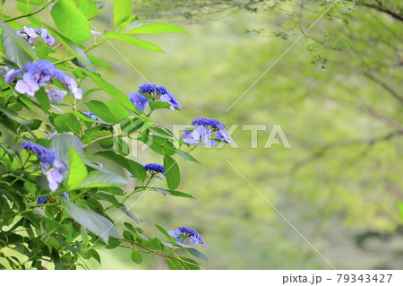 世界遺産吉野山の新緑と七曲坂に咲く満開の紫陽花 79343427