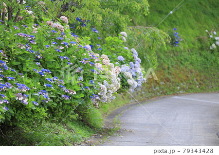 世界遺産吉野山の新緑と七曲坂に咲く満開の紫陽花 79343428