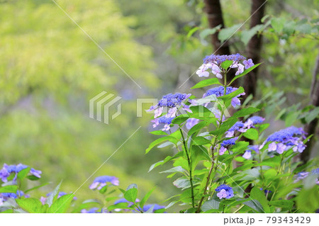 世界遺産吉野山の新緑と七曲坂に咲く満開の紫陽花 79343429