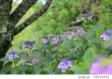世界遺産吉野山の新緑と七曲坂に咲く満開の紫陽花 世界遺産吉野山の新緑と七曲坂に咲く満開の紫陽花 79343432