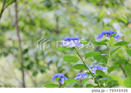 世界遺産吉野山の新緑と七曲坂に咲く満開の紫陽花 世界遺産吉野山の新緑と七曲坂に咲く満開の紫陽花 79343436