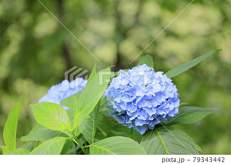 世界遺産吉野山の新緑と七曲坂に咲く満開の紫陽花 79343442