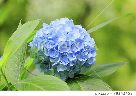 世界遺産吉野山の新緑と七曲坂に咲く満開の紫陽花 世界遺産吉野山の新緑と七曲坂に咲く満開の紫陽花 79343455