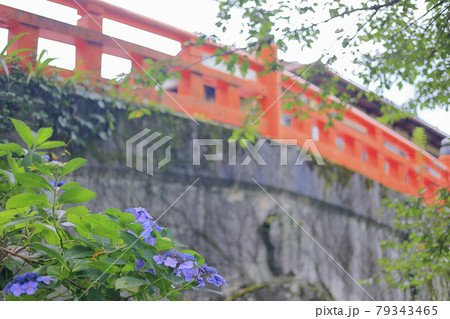 世界遺産吉野山の新緑と七曲坂に咲く満開の紫陽花 79343465