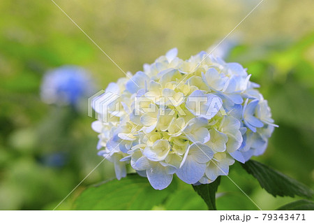 世界遺産吉野山の新緑と七曲坂に咲く満開の紫陽花 79343471