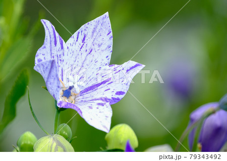 桔梗 桔梗 79343492