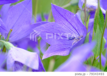 桔梗 79343493