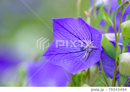 桔梗 79343494