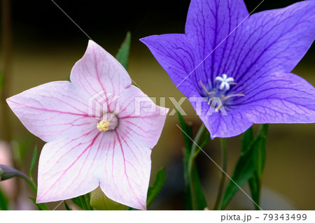桔梗 79343499