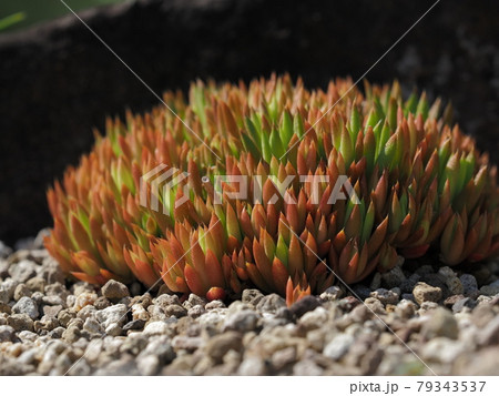 赤みのツメレンゲ 赤みのツメレンゲ 79343537