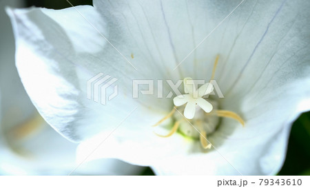 桔梗 桔梗 79343610