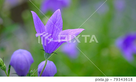 桔梗 桔梗 79343618
