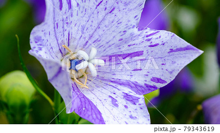 桔梗 桔梗 79343619