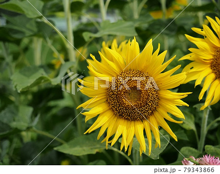 ひまわり ひまわり 79343866