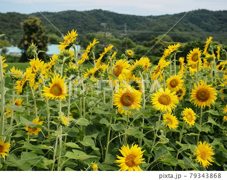 ひまわり畑 ひまわり畑 79343868