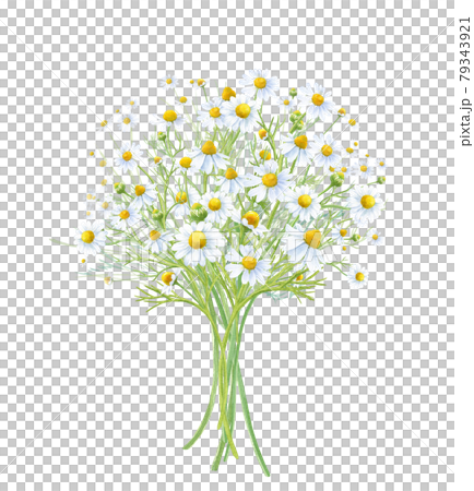 収穫したカモミールの花束。ティー用ハーブ。水彩イラスト。 79343921