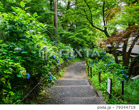 東京　高幡不動尊金剛寺　アジサイが咲く巡礼路 79344719