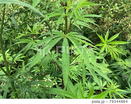 野生の大麻の苗と葉が自然と調和した環境で野草や野花と共に美しく成長する感動的なイメージ写真 3 79344864