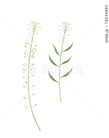 グンバイナズナのイラストセットのイラスト素材