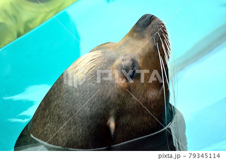 カリフォルニアアシカ 顔のアップ カリフォルニアアシカ 顔のアップ 79345114