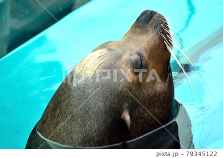 カリフォルニアアシカ 顔のアップ カリフォルニアアシカ 顔のアップ 79345122