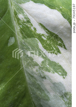 Closeup leaf Epipremnum Pinnatum variegated  79345197