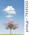 Pink flower blooming tree on blue sky white clouds  79345202
