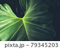Philodendron elephant ear leaf dark green  79345203