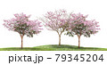 Pink flower tree blooming on green grass isolated white background 79345204