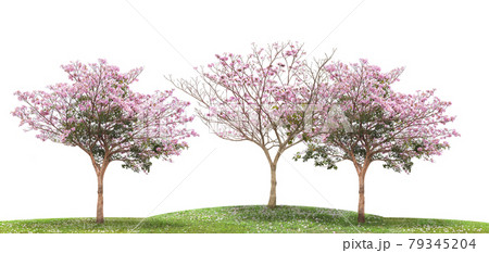 Pink flower tree blooming on green grass isolated white background 79345204