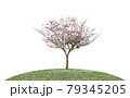 Pink flower tree blooming on green grass isolated white background 79345205