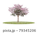 Pink flower tree blooming on green grass isolated white background 79345206