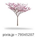 Pink flower blooming tree isolated on white background 79345207