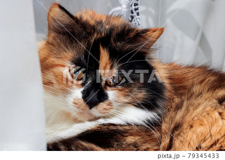 Face of angry tricolor cat, closeup portrait 79345433