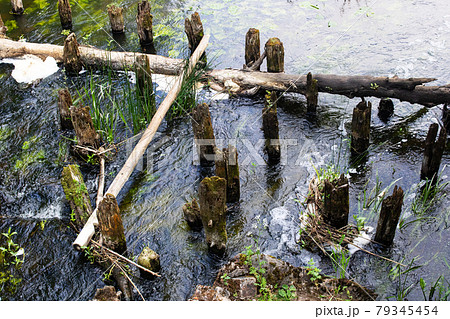 Old rotten stumps in green water of swamp Old rotten stumps in green water of swamp 79345454