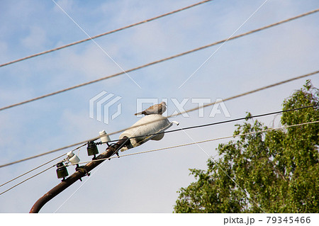 The bird sits on a lamppost among the wires 79345466