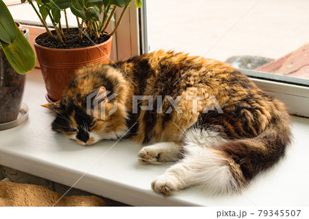 Ginger cat sleeps on the windowsill among flowers Ginger cat sleeps on the windowsill among flowers 79345507