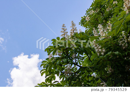 White flowers on chestnut branches against blue sky 79345529