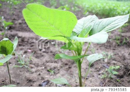green colored spinach farm for harvest and eat 79345585