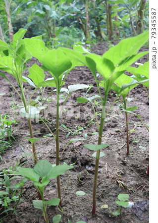 green colored spinach farm for harvest and eat 79345587