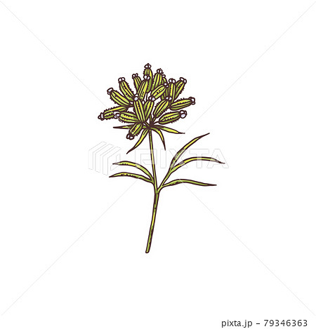 Cumin Plant Branches Collection, Engraving Style Vector Illustration  Isolated. Stock Vector - Illustration of natural, scented: 223420185