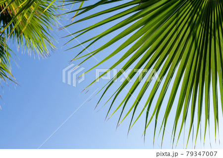 Palm leaves in front of blue sunny summer sky Palm leaves in front of blue sunny summer sky 79347007