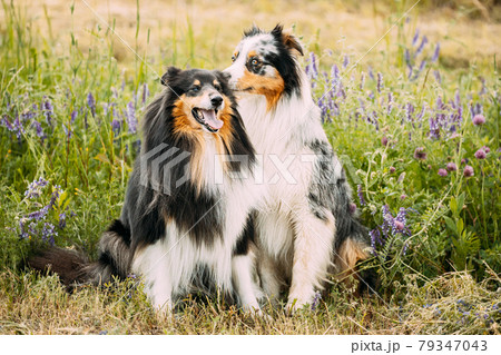 Australian long shop haired dog