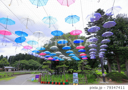 長井あやめ公園 アンブレラスカイ 長井あやめ公園 アンブレラスカイ 79347411