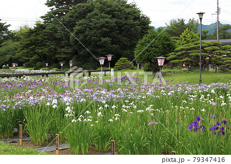 長井あやめ公園 長井あやめ公園 79347416