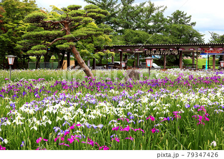 長井あやめ公園 長井あやめ公園 79347426